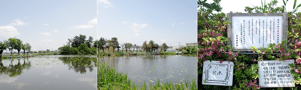 金巻の池