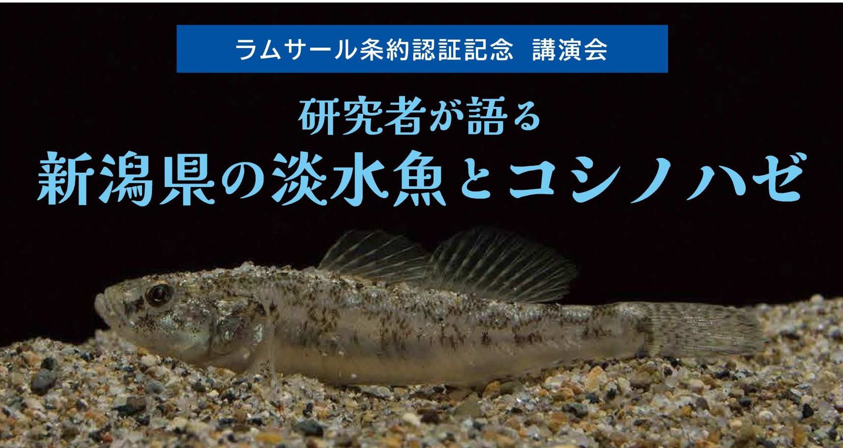 認証記念講演会「研究者が語る新潟県の淡水魚とコシノハゼ」
