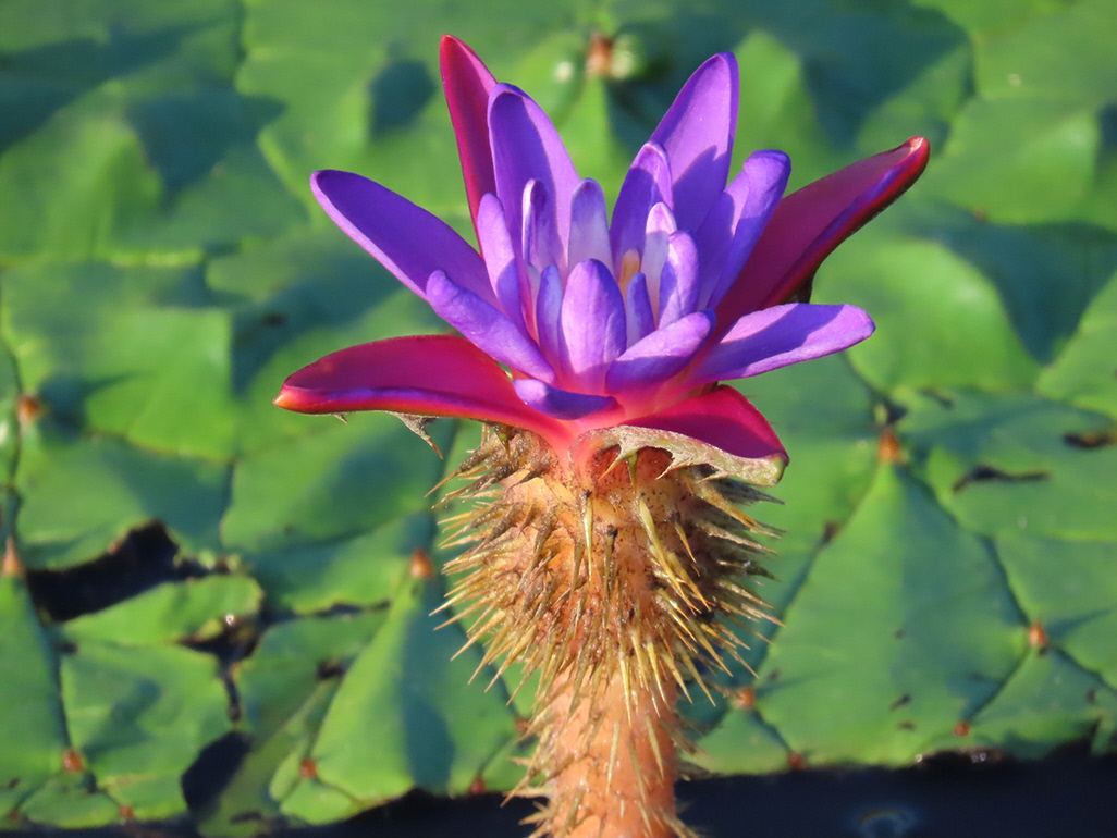 福島潟のオニバスが見頃を迎えました。 ｜ 潟のデジタル博物館（新潟市