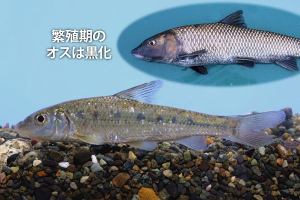 ニゴイ（コイ科）地方名ミゴイ