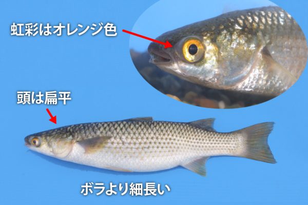 メナダ（ボラ科）地方名：アカメ