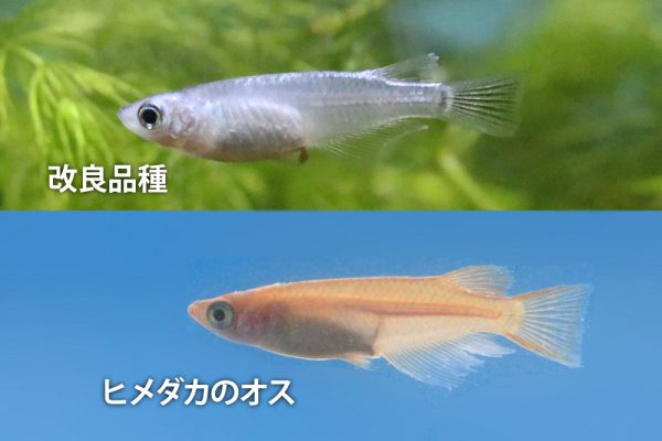 メダカ（飼育品種）（メダカ科）