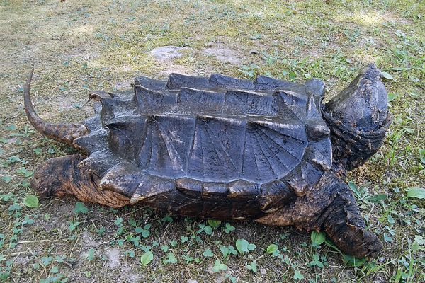 ワニガメ（カミツキガメ科）