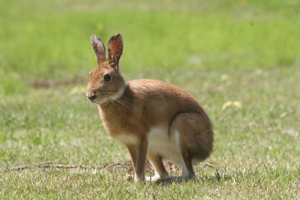 トウホクノウサギ