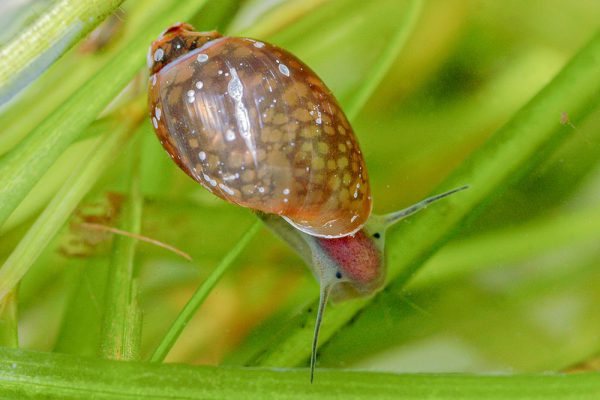 サカマキガイ（サカマキガイ科）