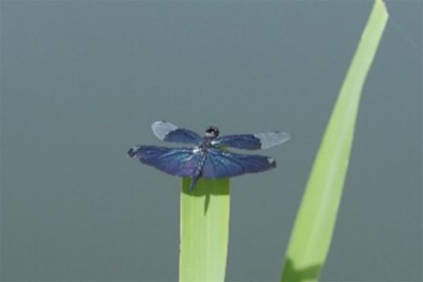 チョウトンボ（トンボ科）