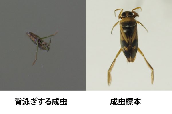 マツモムシ(マツモムシ科)