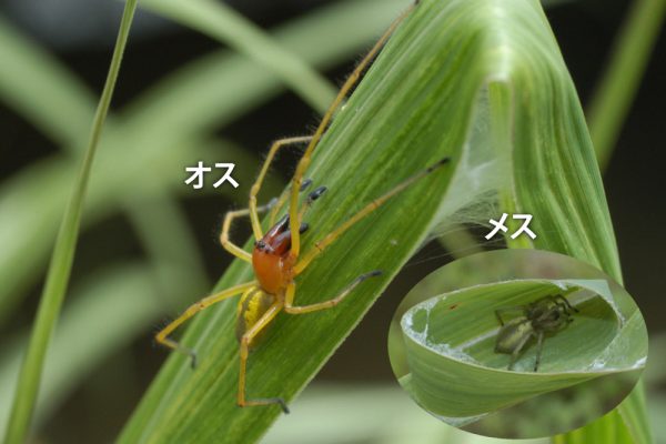 カバキコマチグモ（フクログモ科）