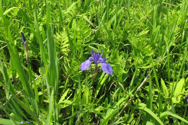 カキツバタ（アヤメ科）