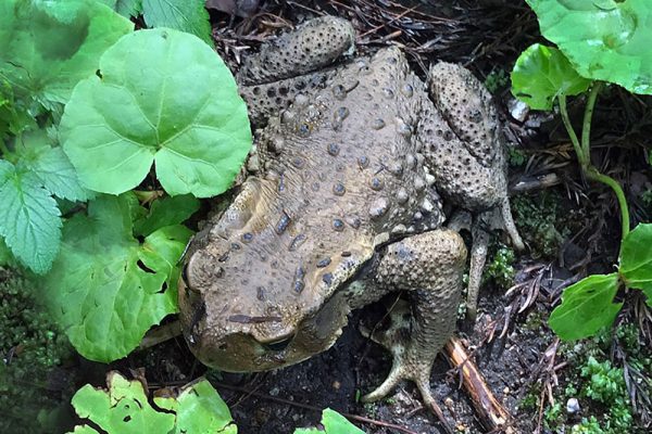 アズマヒキガエル（ヒキガエル科）