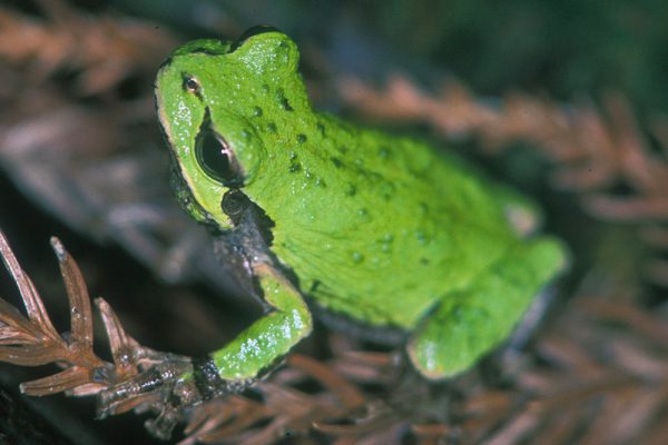 ニホンアマガエル（アマガエル科）