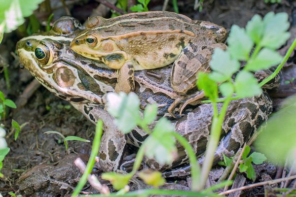 トノサマガエル（アカガエル科）