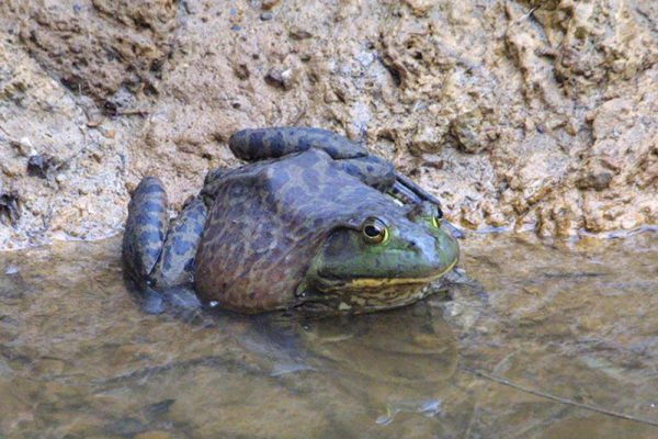 ウシガエル（アカガエル科）