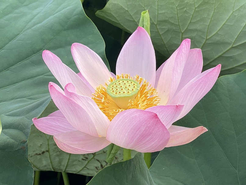 佐潟－保護ネット内のハスが開花しました