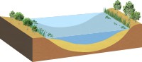 堆積が進んで、抽水植物、浮葉植物、沈水植物などが進出するようになります。