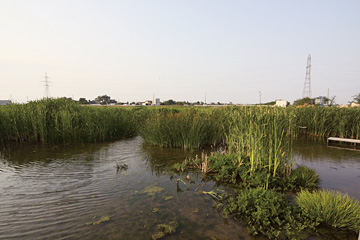 丸潟新田の再生湿地。水を張って半年で、かつての生物が戻ってきた。